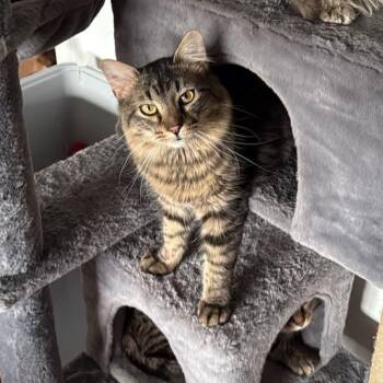 Benny -  Domestic Medium Hair Cat for Adoption in Hamilton, Michigan - Benny | PetCurious