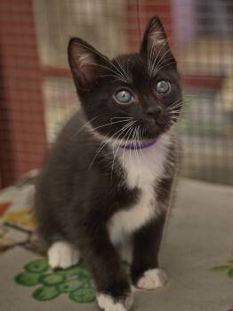 Cosma -  Tuxedo Cat Available for Adoption in Santa Barbara, California - Cosma | PetCurious