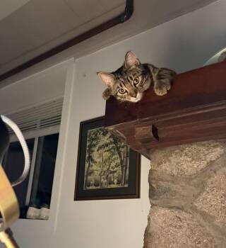 Arthur -  Domestic Short Hair Cat for Adoption in Troy, Michigan - Arthur | PetCurious