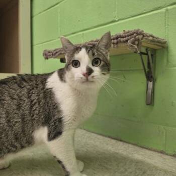 Mister Meow -  Domestic Short Hair Cat for Adoption in Scottsbluff, Nebraska - Mister Meow | PetCurious