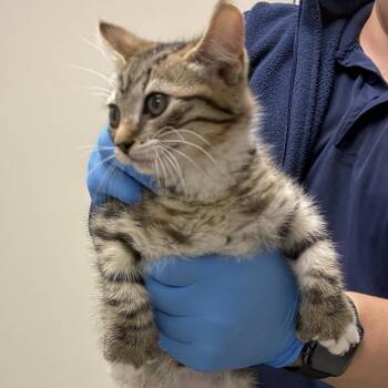 Rumi -  Domestic Short Hair Cat for Adoption in Harrisonburg, Virginia - Rumi | PetCurious