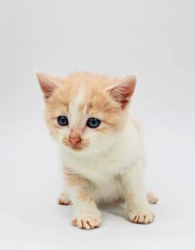 Domestic Short Hair Cats Available for Adoption in Morton Grove, Illinois - Tale | PetCurious