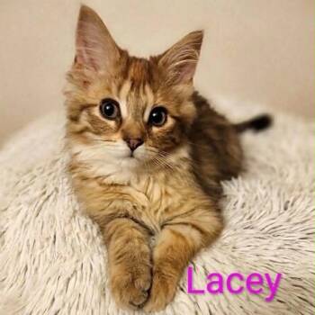 Lacey -  Tabby Cat for Adoption in Wyandotte, Michigan - Lacey | PetCurious