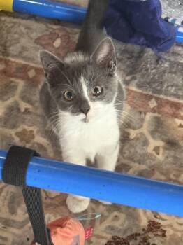 Tinkerbell -  Domestic Short Hair Cat for Adoption in Ocean Springs, Mississippi - Tinkerbell | PetCurious