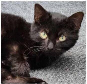 Domestic Short Hair Cats Available for Adoption - Bennie | PetCurious