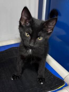 Domestic Short Hair Cats Available for Adoption - Camporelli | PetCurious