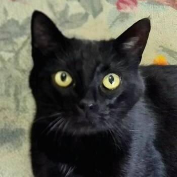 Domestic Short Hair Cats Available for Adoption in Attleboro, Massachusetts - Inka | PetCurious