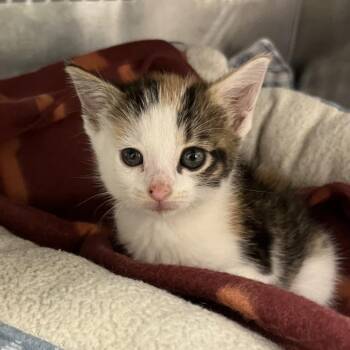 Autumn -  Domestic Short Hair Cat for Adoption in Mount Vernon, Indiana - Autumn | PetCurious