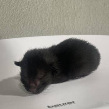 Apollo -  Domestic Short Hair Cat for Adoption in Tampa, Florida - Apollo | PetCurious