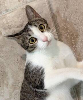 Darby Rose -  Domestic Short Hair Cat for Adoption in Encinitas, California - Darby Rose | PetCurious