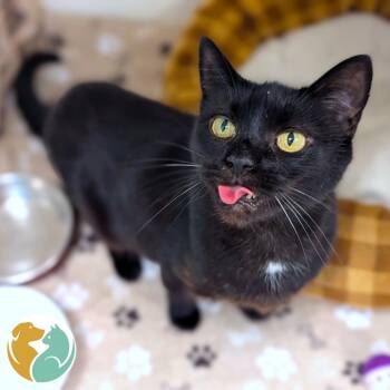 Rescue Domestic Short Hair Cats for Adoption in Toledo, Ohio - Pip | PetCurious