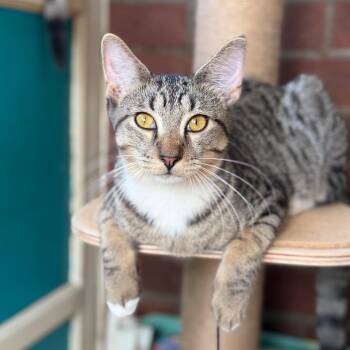 Sir Beans -  Domestic Short Hair Cat for Adoption - Sir Beans | PetCurious