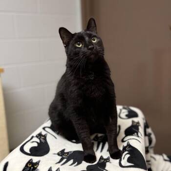 Bismarck -  Domestic Short Hair Cat for Adoption in Fargo, North Dakota - Bismarck | PetCurious