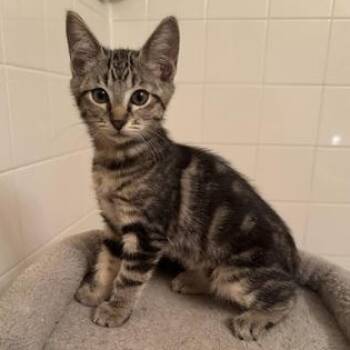 Rescue Domestic Short Hair Cats for Adoption in Liverpool, Texas - Princess | PetCurious