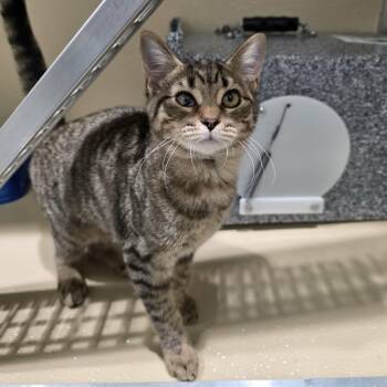 Dove -  Domestic Short Hair Cat for Adoption in Umatilla, Florida - Dove | PetCurious