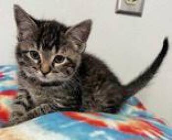 Rescue Domestic Short Hair Cats for Adoption in Portsmouth, Ohio - Sierra Vista | PetCurious