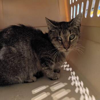 Phoebe -  Domestic Short Hair Cat for Adoption in Lynchburg, Virginia - Phoebe | PetCurious