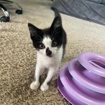 Liberty -  Domestic Short Hair Cat for Adoption in Alma, Wisconsin - Liberty | PetCurious
