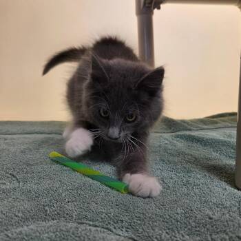 Foggy -  Domestic Medium Hair Cat for Adoption in Harrisonburg, Virginia - Foggy | PetCurious