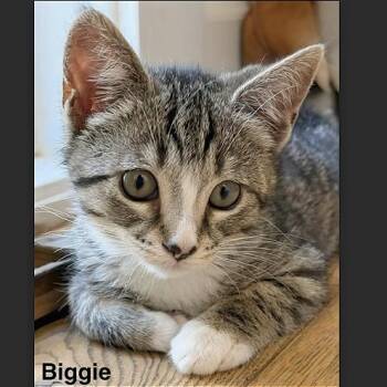 Biggie -  Domestic Short Hair Cat for Adoption in Pleasant Hill, California - Biggie | PetCurious