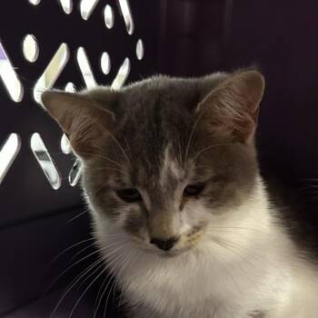 Bobbi -  Domestic Short Hair Cat for Adoption in Birmingham, Alabama - Bobbi | PetCurious