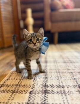 Tabby and Domestic Short Hair Cats Available for Adoption in Friendswood, Texas - Mike Wheeler | PetCurious
