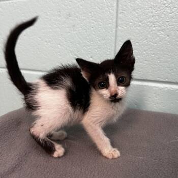 Twinkles -  Domestic Short Hair and Mixed Breed Cat for Adoption in Spruce Pine, North Carolina - Twinkles | PetCurious
