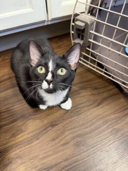Taz -  Domestic Short Hair Cat for Adoption in Columbus, Ohio - Taz | PetCurious