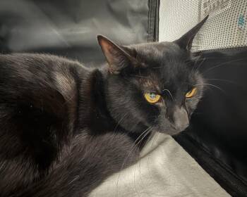 Niko -  Domestic Short Hair Cat for Adoption - Niko | PetCurious