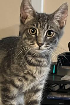 Jalapeno -  Domestic Short Hair Cat for Adoption in Greenwood, Indiana - Jalapeno | PetCurious