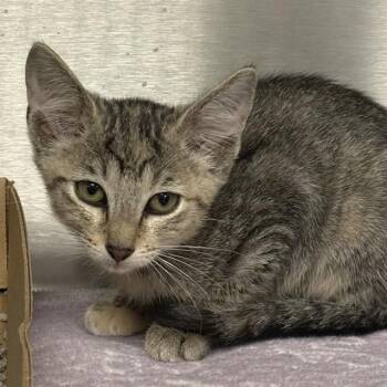 KATHERINE -  Domestic Short Hair Cat for Adoption in St. Louis, Missouri - KATHERINE | PetCurious