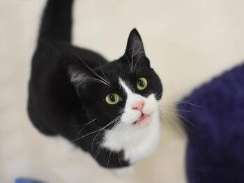 Paris -  Domestic Short Hair Cat for Adoption in Portland, Oregon - Paris | PetCurious