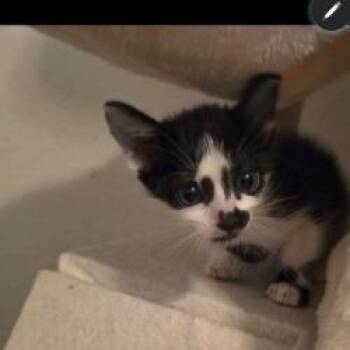 Odette -  Domestic Short Hair Cat for Adoption in San Antonio, Texas - Odette | PetCurious