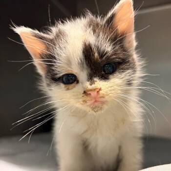 Skunk -  Domestic Medium Hair Cat for Adoption in Chattanooga, Tennessee - Skunk | PetCurious