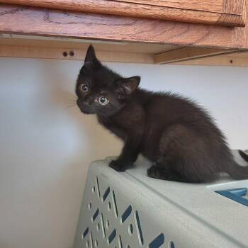 Nyx -  Domestic Short Hair Cat for Adoption in Davenport, Iowa - Nyx | PetCurious