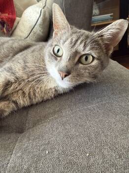 Domestic Short Hair Cats Available for Adoption - Vivienne | PetCurious