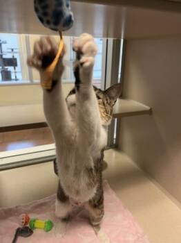 Sierra -  Domestic Short Hair Cat for Adoption in Salinas, California - Sierra | PetCurious