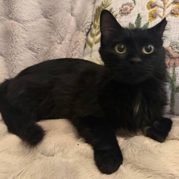 Lilith -  Domestic Long Hair Cat for Adoption in Lewisville, Texas - Lilith | PetCurious