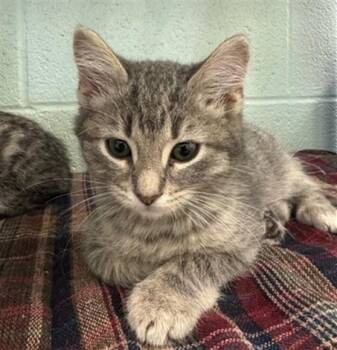 Domestic Short Hair Cats Available for Adoption - GEORGE | PetCurious