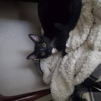 Felix Finch -  Domestic Short Hair Cat for Adoption in Chandler, Arizona - Felix Finch | PetCurious