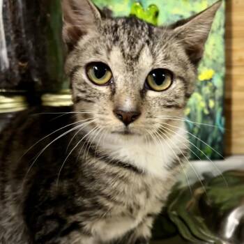 Maverick -  Domestic Short Hair Cat for Adoption in NEW PT RICHEY, Florida - Maverick | PetCurious