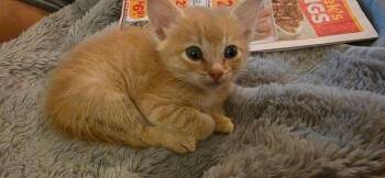 ROGUE -  Domestic Short Hair Cat for Adoption in Forney, Texas - ROGUE | PetCurious