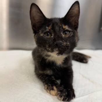 Francesca -  Domestic Short Hair Cat for Adoption in Sarasota, Florida - Francesca | PetCurious