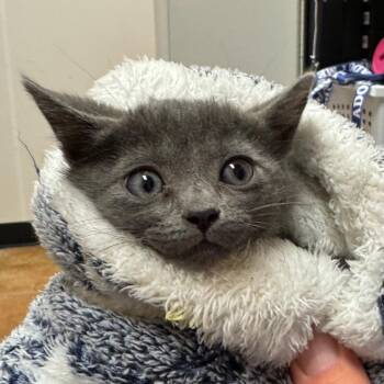 Domestic Short Hair Cats Available for Adoption in Midland, Texas - FWT Lacy | PetCurious