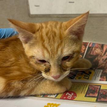 Fall -  Domestic Short Hair Cat for Adoption in Yuma, Arizona - Fall | PetCurious