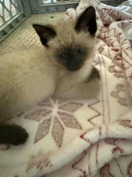 Monroe SF -  Siamese Cat for Adoption in Newaygo, Michigan - Monroe SF | PetCurious