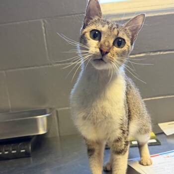 TUSC-Stray-84767 -  Domestic Short Hair Cat for Adoption in Tuscaloosa, Alabama - TUSC-Stray-84767 | PetCurious