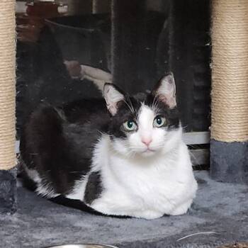 Rescue Domestic Short Hair Cats for Adoption in South Elgin, Illinois - Puffball | PetCurious