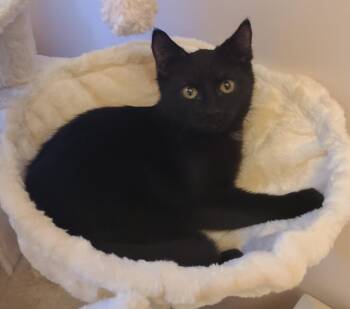 Rescue American Shorthair Cats for Adoption in Detroit, Michigan - Nyx | PetCurious