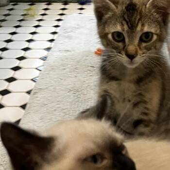 Ginger Spice -  Domestic Short Hair Cat for Adoption in Overland Park, Kansas - Ginger Spice | PetCurious